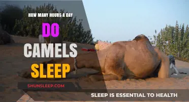 Unveiling the Resting Habits of Camels: A Comprehensive Guide