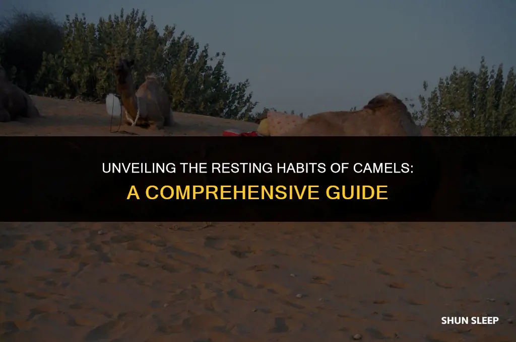 how many hours a day do camels sleep