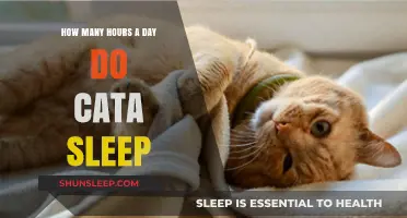 Understanding Feline Slumber: A Guide to Cat Sleep Patterns