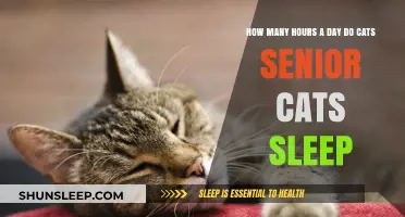 Understanding Senior Cats' Sleep Patterns: A Guide for Pet Owners