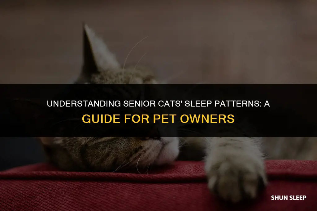how many hours a day do cats senior cats sleep
