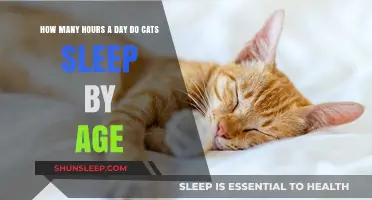 Feline Slumber Patterns: Unraveling the Mystery of Cat Naps by Age