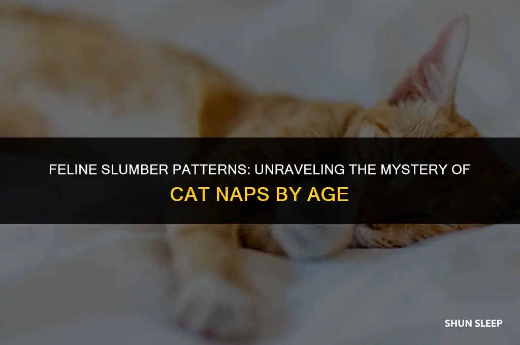 how many hours a day do cats sleep by age