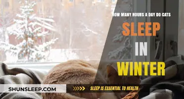 Winter Slumbers: Unraveling the Mystery of Cats' Sleep Patterns