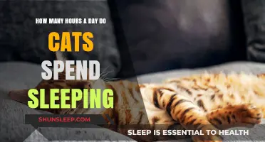 Feline Slumber: Unraveling the Mystery of Cats' Daily Sleep Habits