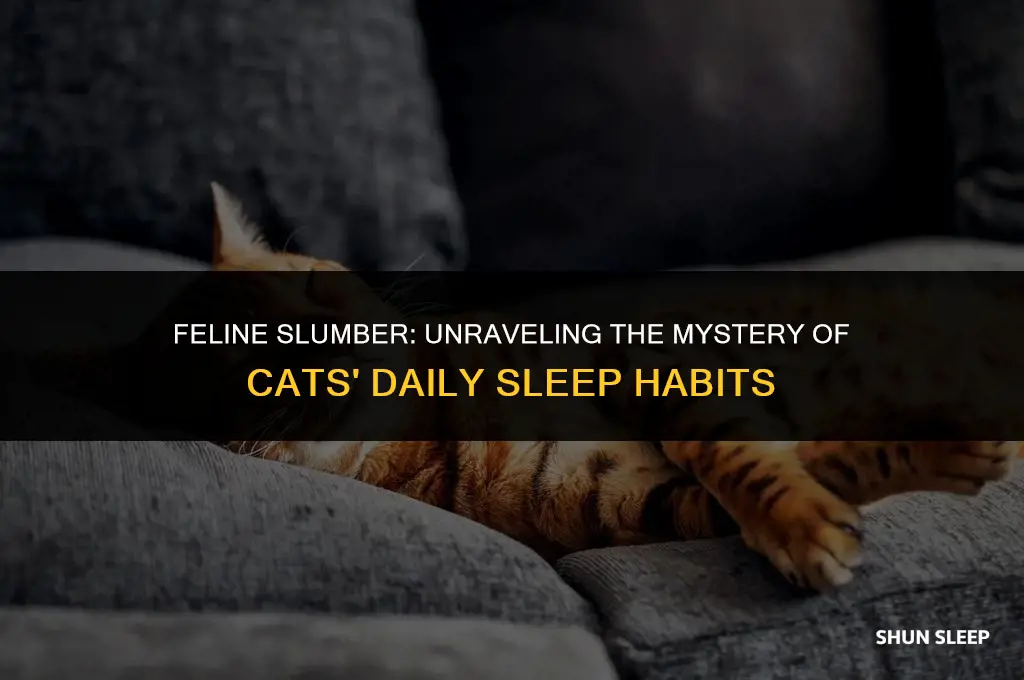 how many hours a day do cats spend sleeping