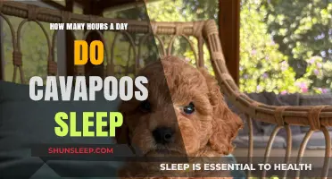 Understanding Cavapoo Sleep Patterns: A Guide for Pet Owners
