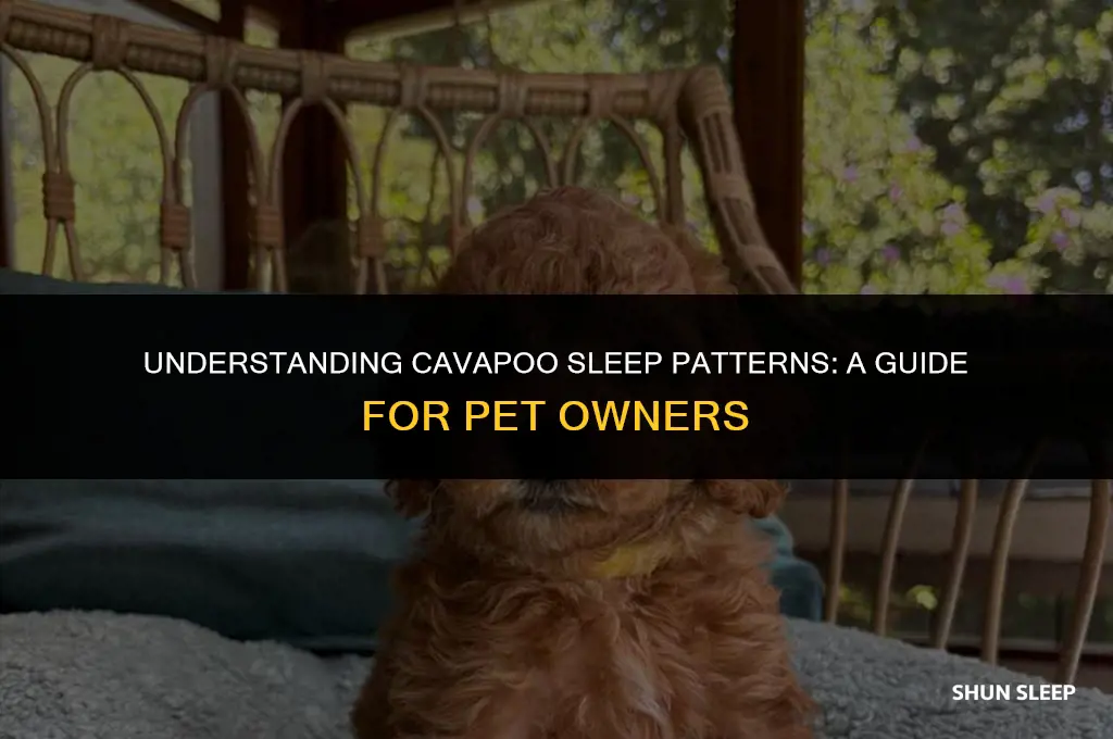 how many hours a day do cavapoos sleep