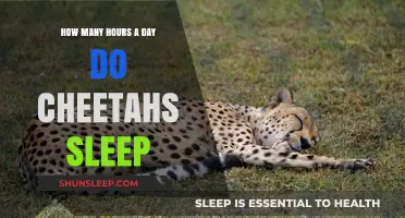 Unveiling the Sleep Secrets of Cheetahs: A Wild Cat's Restful Routine