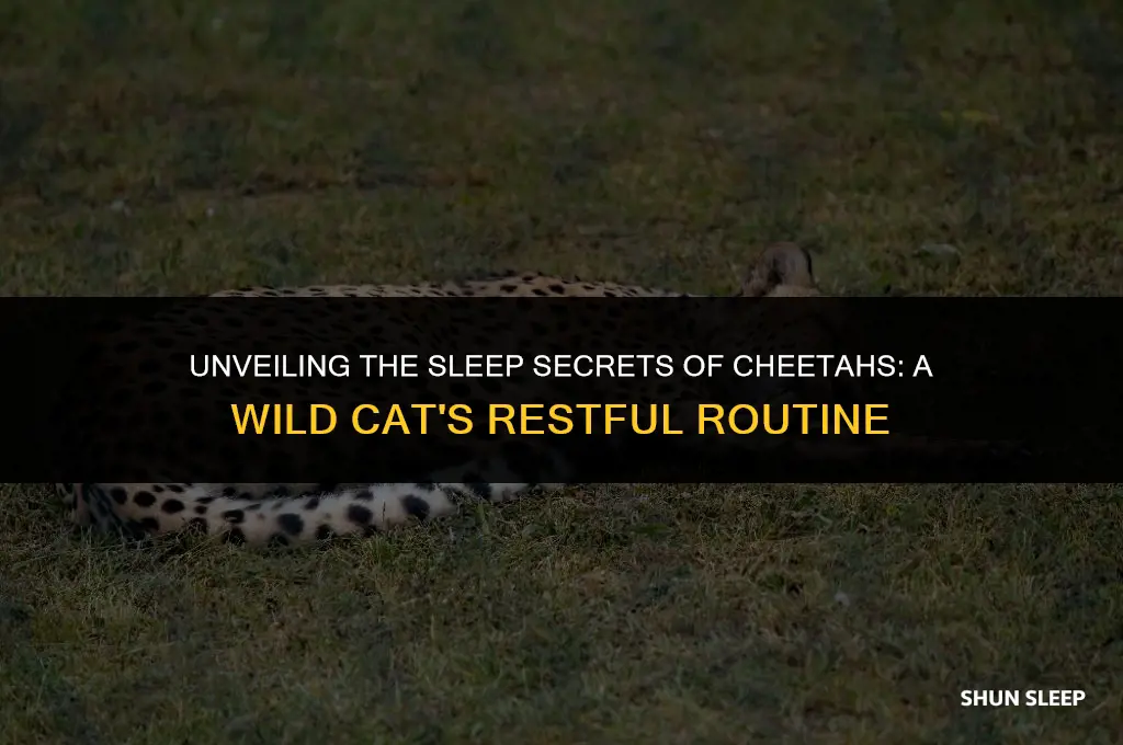 how many hours a day do cheetahs sleep