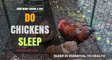 Understanding Chicken Sleep Patterns: A Guide to Poultry Rest