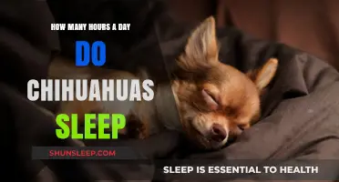 Unveiling the Sleep Secrets of Chihuahuas: A Comprehensive Guide