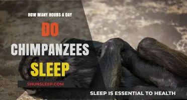 Unveiling the Sleep Secrets of Our Primate Cousins: Chimpanzees' Daily Rest