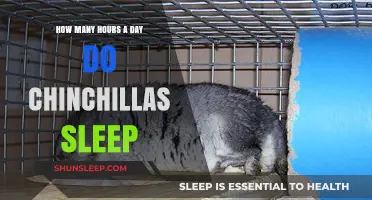 Understanding Chinchilla Sleep Patterns: A Comprehensive Guide