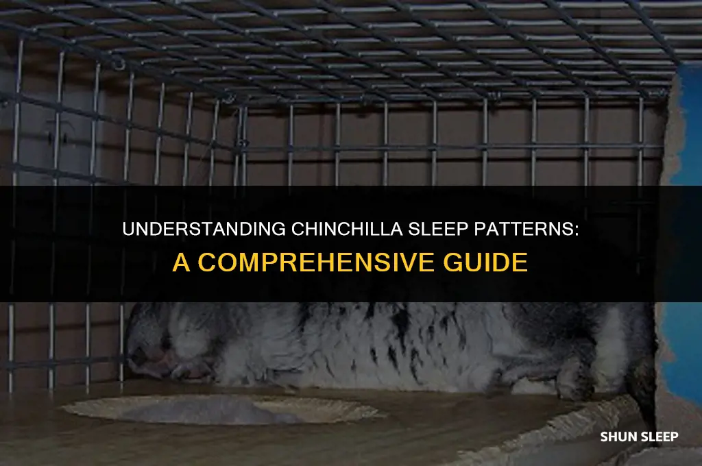 how many hours a day do chinchillas sleep