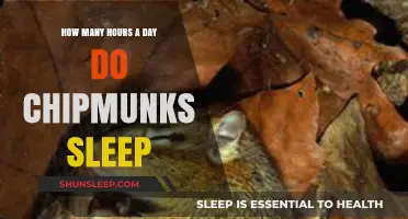 Unveiling the Sleep Secrets of Chipmunks: A Daily Rest Analysis
