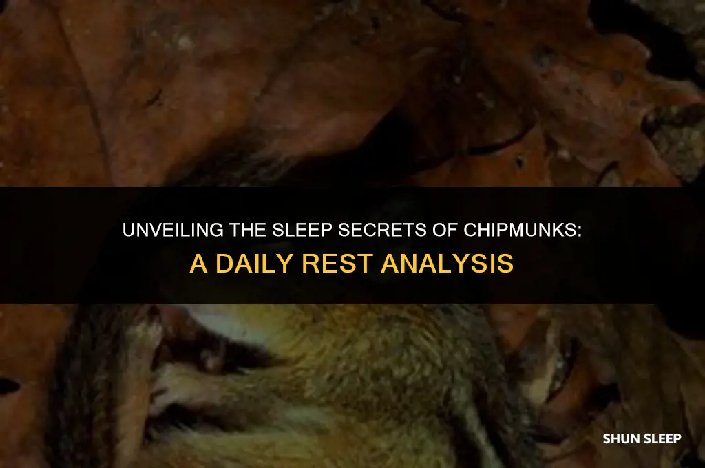 how many hours a day do chipmunks sleep