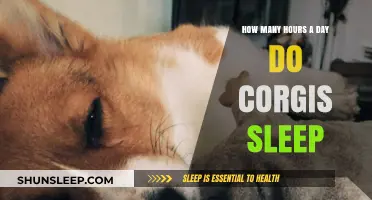 Corgi Snooze Time: Unraveling the Mystery of Their Daily Slumber