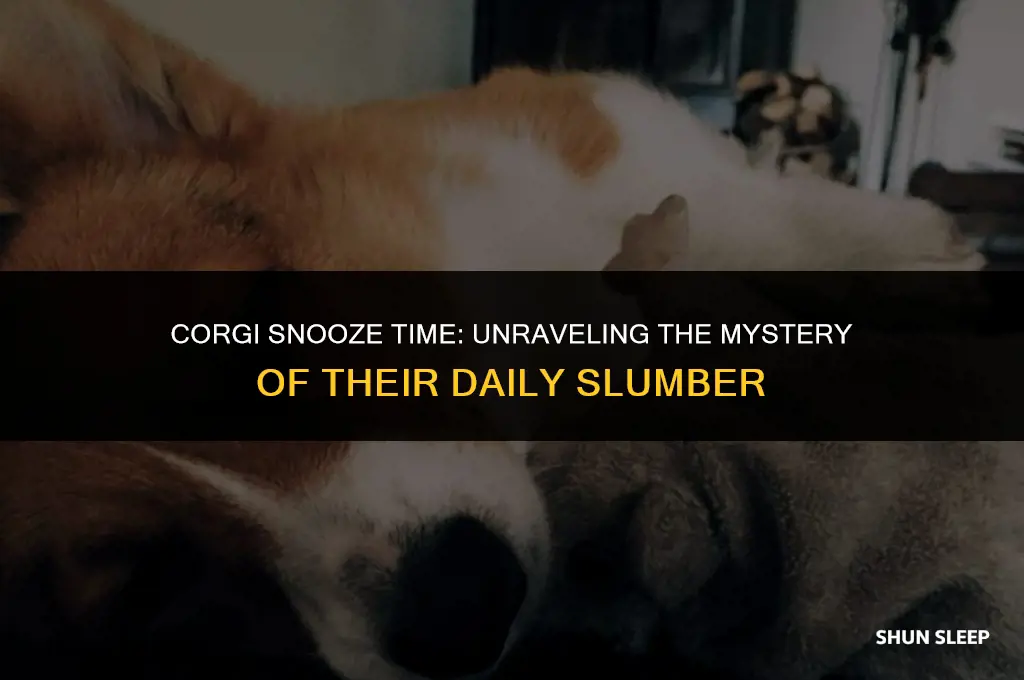 how many hours a day do corgis sleep