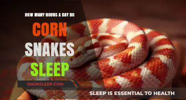 Unveiling the Slumber Secrets of Corn Snakes: A Daily Rest Guide