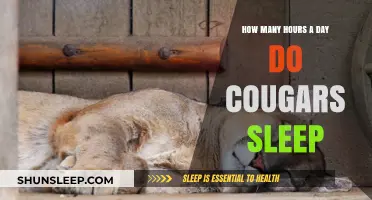 Unveiling the Sleep Secrets of Cougars: A 24-Hour Insight