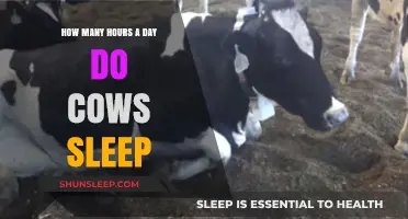 Unveiling Bovine Rest Patterns: How Long Do Cows Sleep Daily?