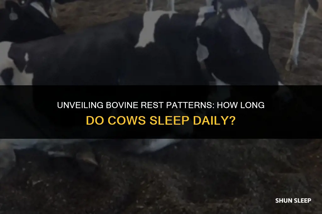 how many hours a day do cows sleep
