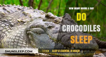 Unveiling the Slumber Secrets of Crocodiles: A Daily Rest Analysis