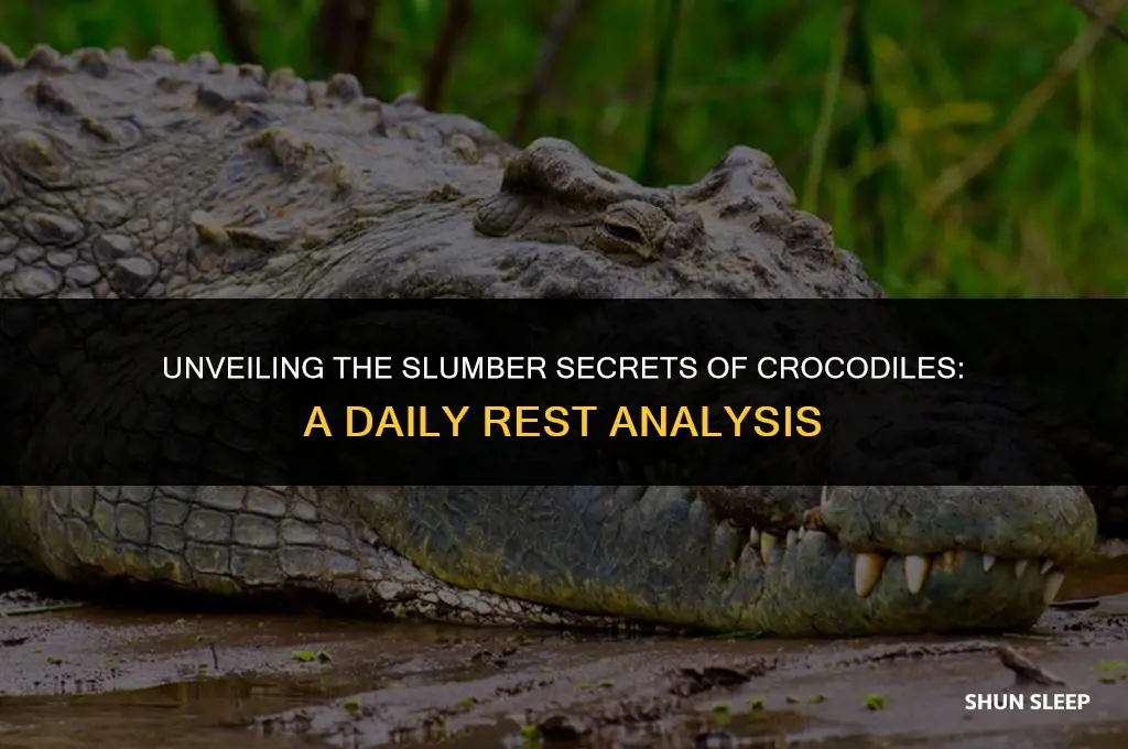 how many hours a day do crocodiles sleep