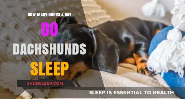 Do Dachshunds Dream of Electric Squirrels? Unraveling Their Sleep Habits