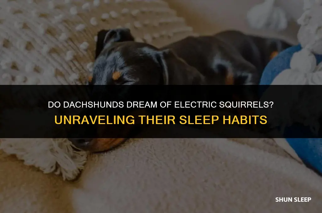 how many hours a day do dachshunds sleep