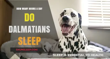 Understanding Dalmatian Sleep Patterns: A Comprehensive Guide