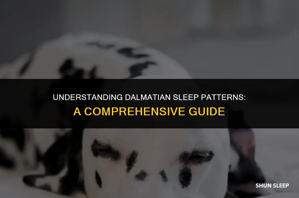 how many hours a day do dalmatians sleep