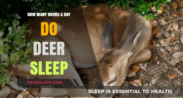 Unveiling the Restful Habits of Deer: A Daily Slumber Guide