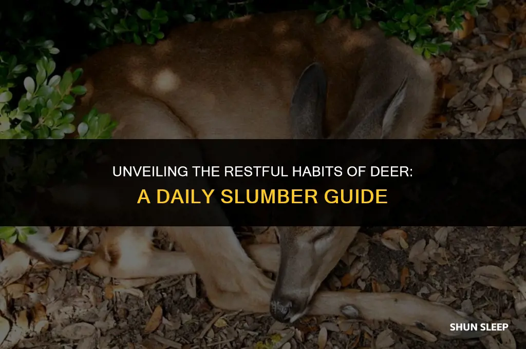 how many hours a day do deer sleep