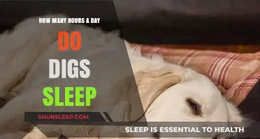 Unveiling the Secrets of Canine Slumber: A Day in the Life of a Dog's Sleep