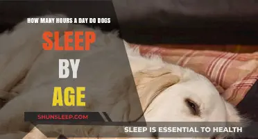 Understanding Canine Slumber: A Guide to Dog Sleep Patterns by Age