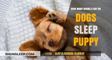 Understanding Puppy Slumber: A Guide to Healthy Sleep Habits for Young Dogs