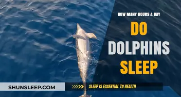 Unveiling Dolphin Slumber: A Deep Dive into Their Restful Hours