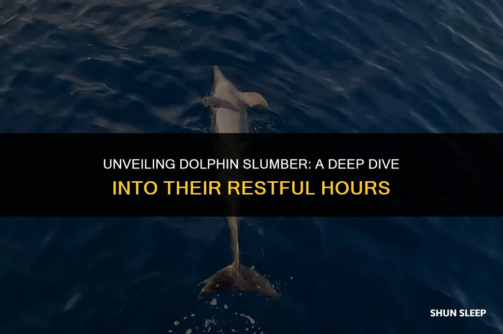 how many hours a day do dolphins sleep