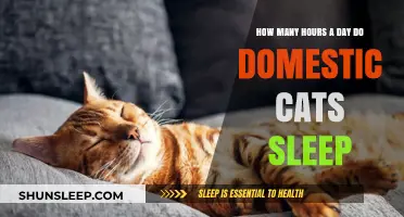 Understanding Feline Slumber: A Guide to Cat Sleep Patterns