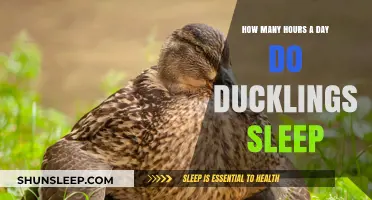 Quack and Snooze: Unraveling the Sleep Secrets of Ducklings