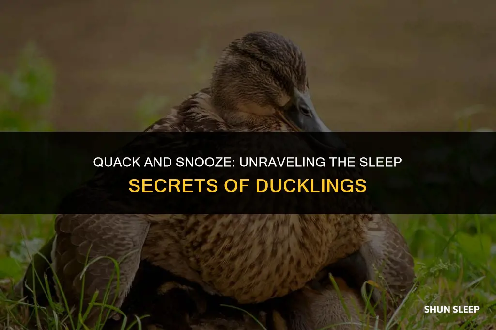 how many hours a day do ducklings sleep
