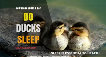 Quacking Up the Facts: Unraveling the Mystery of Duck Slumber