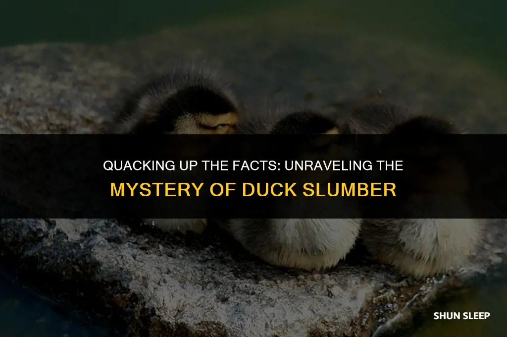 how many hours a day do ducks sleep