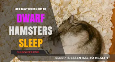 Understanding Dwarf Hamster Sleep Patterns: A Comprehensive Guide