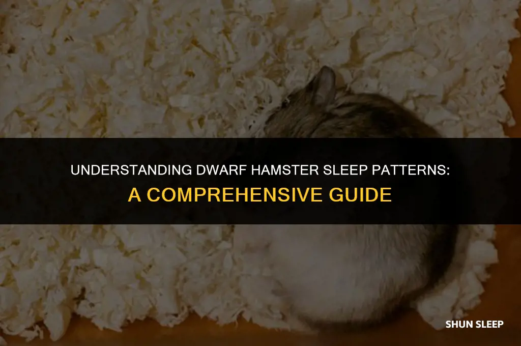 how many hours a day do dwarf hamsters sleep