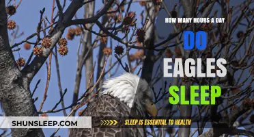 Unveiling the Sleep Secrets of Eagles: A Daily Rest Ritual