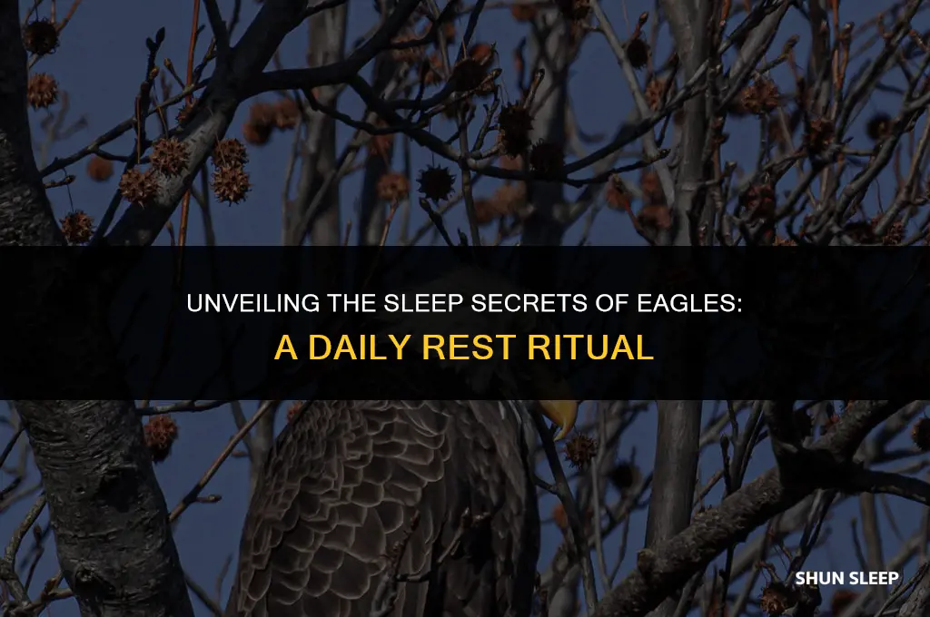 how many hours a day do eagles sleep