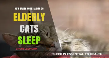 Understanding Feline Slumber: A Guide to Elderly Cat Sleep Patterns